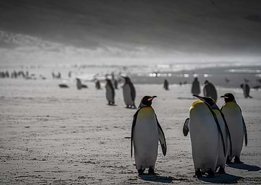 Cute Penguins on a Beach