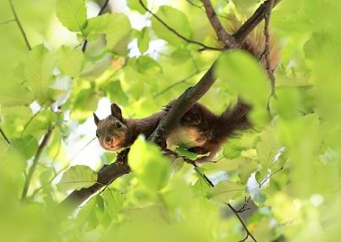 Squirrel in Tree