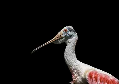 Roseate Spoonbill Portrait on Black Background