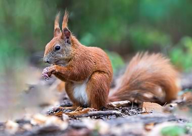 Squirrel eating in the forest