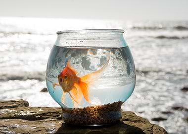 Goldfish in Bowl by the Sea