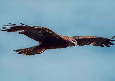 Eagle Soaring in Blue Sky