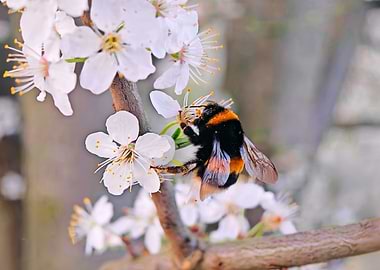 Bumblebee on White Blossoms