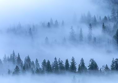 Misty Forest Landscape