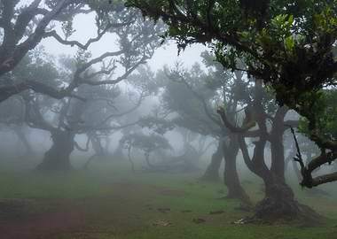 Foggy Forest Landscape