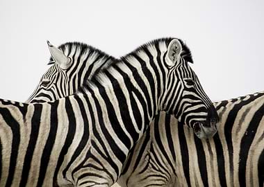 Two Zebras Close Together