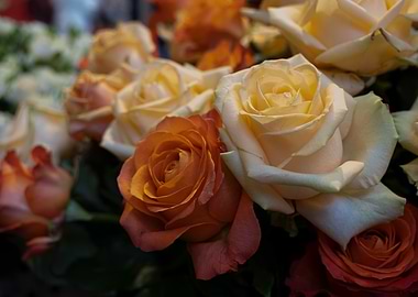 Roses in Bloom: Orange and Cream