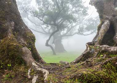 Foggy Forest Scene with Ancient Trees