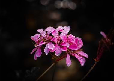 Pink Geranium Flowers with Water Droplets