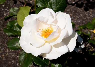 The Big White Flower
