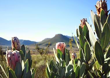 Protea Flowers in Karoo Landscape