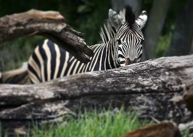 Zebra behind a log