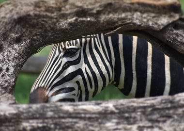 Zebra portrait through a tree branch