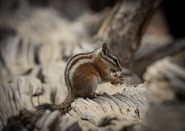 Chipmunk eating on a log
