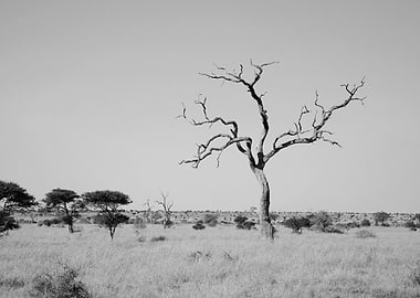 Monochrome African Landscape with Dead Tree