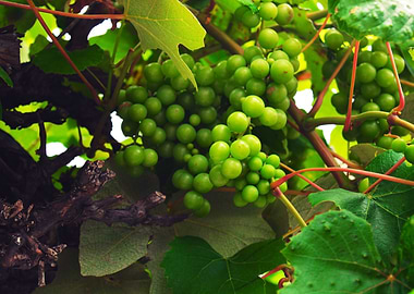 Green Grapes on the Vine