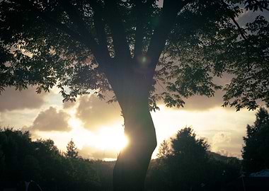 Tree Silhouette at Sunset