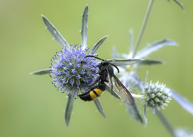 Wasp on Blue Globe Thistle Flower