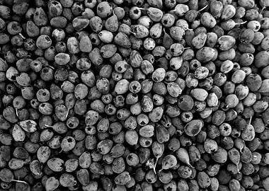 Black and White Berries Still Life