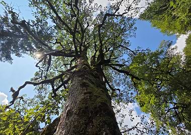 Looking up at a tall tree