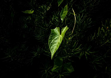 Among Dark Greenery