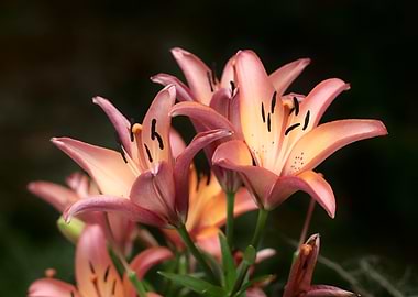 Peach Lily Flowers