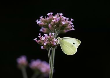 Butterfly on Verbena Flower