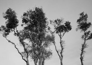 Monochrome Trees Against Sky