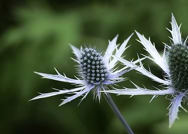 Sea Holly Flower Close-Up