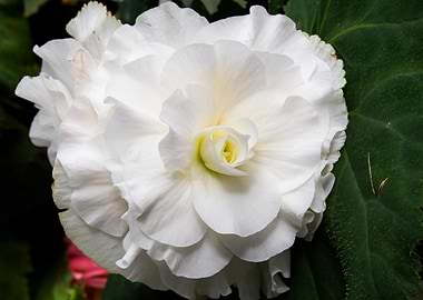 The Large White Flower
