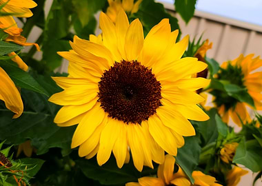 The Largest Sunflower