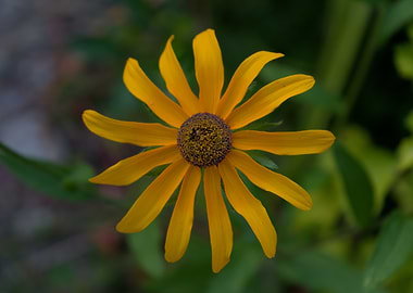 Yellow Rudbeckia Flower Close-Up