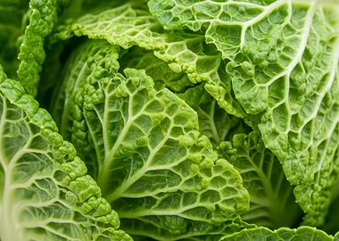 Close-up of Savoy Cabbage