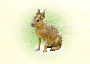 Patagonian Mara Sitting