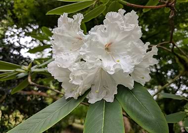 White Rhododendron Blossom