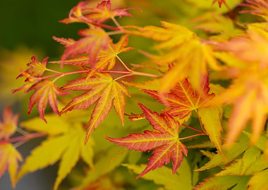 Autumn Maple Leaves, Ornamental Tree