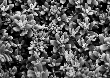Monochrome Succulent Plant Close-Up