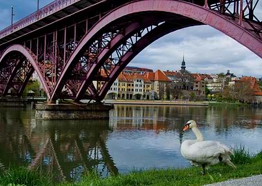Swan under the bridge in Maribor
