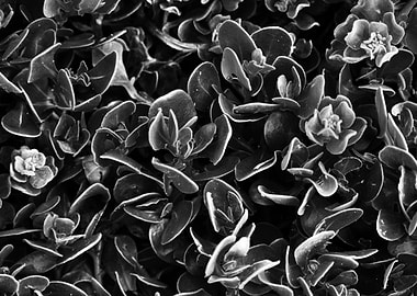 Black and White Succulent Plant Close-Up