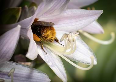 Bumblebee in a pale purple flower