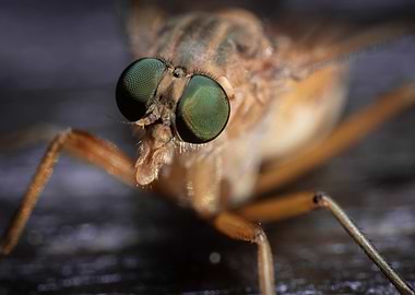 Close-up of a Horsely