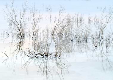 Trees in Water Reflection