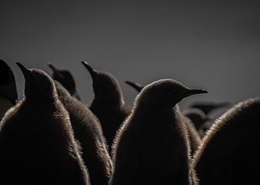 Penguin Chick Crowd in Dark Lighting