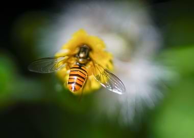 Bee on Yellow Flower Close-Up
