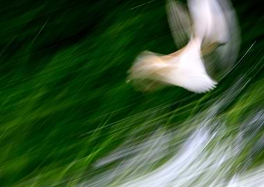 Abstract Bird Flight