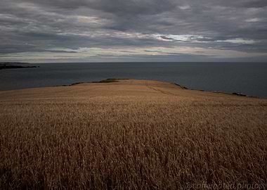 Wheat Field by the Sea, Scotland