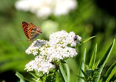Butterfly and beetle on white flowers