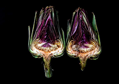 Halved Artichokes on Black Background