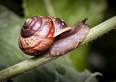 Snail on a Stem