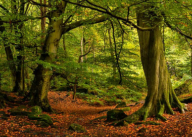 Padley Gorge Woodland
